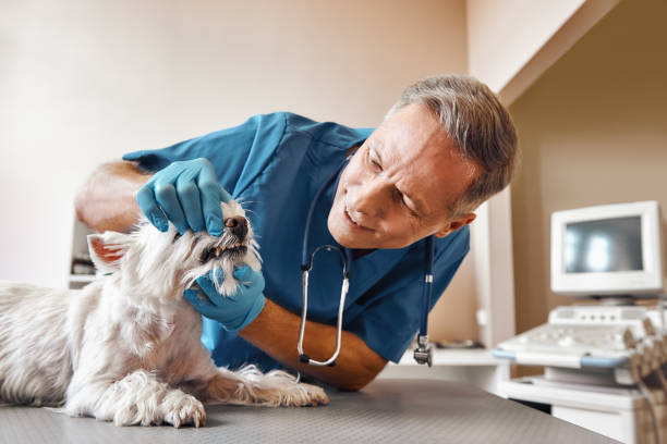 Best Emergency Dental Care for Broken or Chipped Teeth in Mason, TX